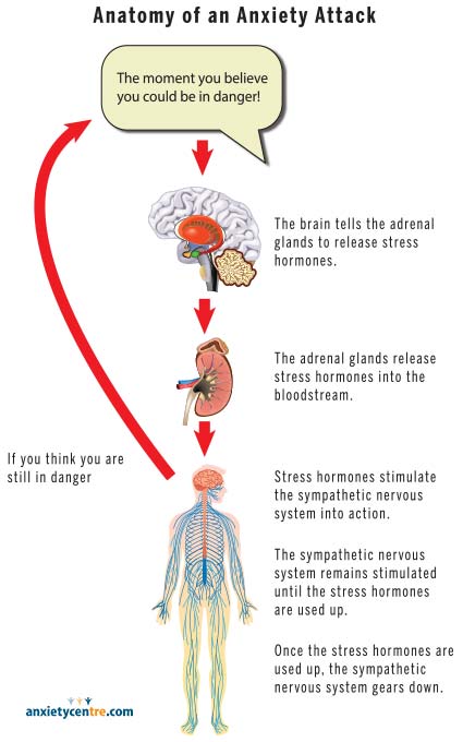 “Infographic titled ‘Anatomy of an Anxiety Attack.’ A step-by-step diagram shows how anxiety activates the body. At the top, a speech bubble says, ‘The moment you believe you could be in danger!’ An arrow points to the brain, which signals the adrenal glands to release stress hormones. The adrenal glands release these hormones into the bloodstream. Stress hormones then stimulate the sympathetic nervous system, illustrated by a full-body nervous system diagram. Text explains that the sympathetic nervous system stays activated while stress hormones are present and gradually calms once they are used up. A curved arrow on the left indicates the cycle continues if the person still believes they are in danger.”